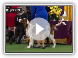 Setters (Irish Red and White) | Breed Judging 2020